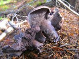 Sarcodon fuscoindicus image