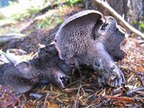 Sarcodon fuscoindicus image