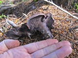 Sarcodon fuscoindicus image