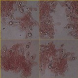 Amanita sect. Vaginatae image