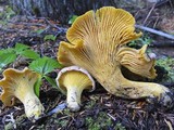 Cantharellus roseocanus image