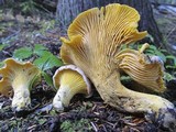 Cantharellus roseocanus image