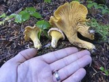 Cantharellus roseocanus image