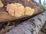 Hericium abietis image