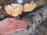 Hericium abietis image