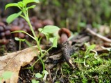 Gymnopus fusipes image