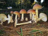 Amanita persicina image