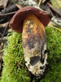 Boletus dupainii image