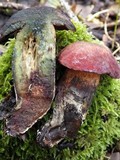 Boletus dupainii image