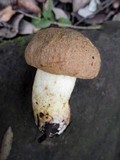Boletus impolitus image