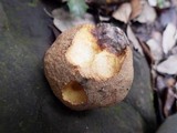 Boletus impolitus image