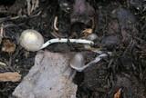 Mycena amicta image