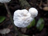 Hemimycena candida image
