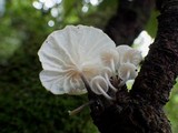 Hemimycena candida image