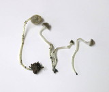 Mycena amicta image