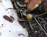 Mycena nivicola image