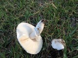 Leucoagaricus barssii image