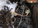 Mycena nivicola image
