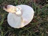 Leucoagaricus barssii image