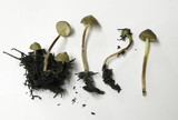 Mycena nivicola image