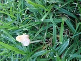 Conocybe apala image