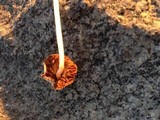 Conocybe apala image