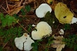 Pleurocybella porrigens image