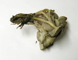 Mycena overholtsii image