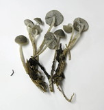 Mycena overholtsii image