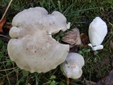 Entoloma abortivum image