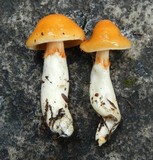 Cortinarius pluvius image