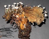Collybia tuberosa image