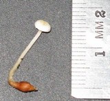 Collybia tuberosa image