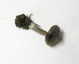 Entoloma vernum image
