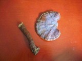 Ganoderma curtisii image