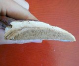 Ganoderma curtisii image