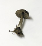 Entoloma vernum image