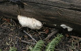 Oligoporus leucospongia image