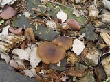Callistosporium luteo-olivaceum image