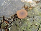 Callistosporium luteo-olivaceum image