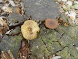 Callistosporium luteo-olivaceum image
