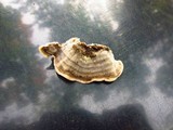 Cerrena unicolor image