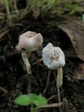 Hypomyces cervinigenus image