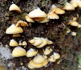 Crepidotus roseus image