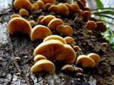 Crepidotus roseus image