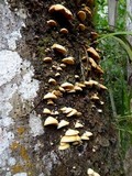Crepidotus roseus image