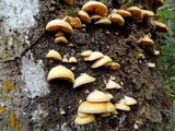 Crepidotus roseus image