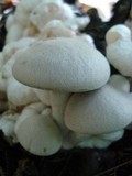 Entoloma abortivum image
