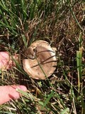 Rhodocybe popinalis image