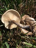 Rhodocybe popinalis image